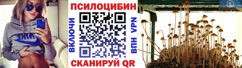 Галлюциногенные грибы Cubensis  Купить закладки  Кедровый 